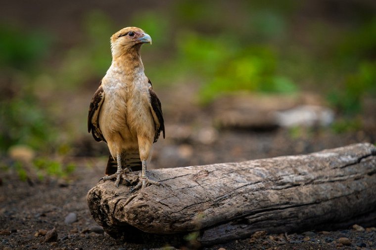 093 Tarcoles, geelkopcaracara.jpg